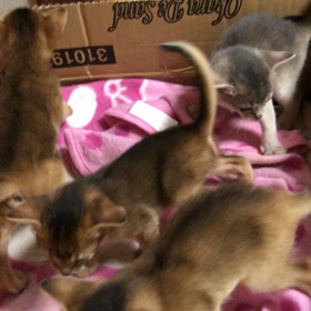 産箱卒業の画像