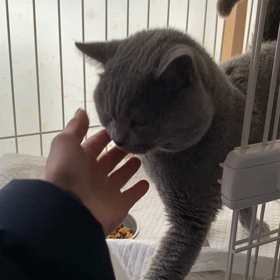 ボーノくん里親募集中！の画像