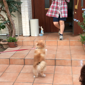 初めての動画投稿記事♪ 〜ももの娘 & 息子犬達 〜の画像