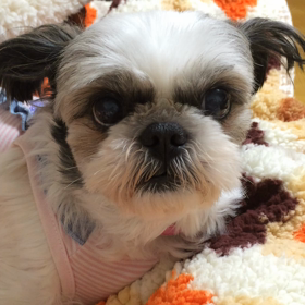 グズって困りますの画像