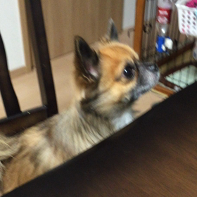 おねだり。の画像