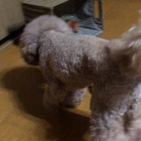 アフロはフランス犬？の画像