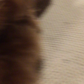 イタリアのガムの画像