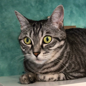 気まぐれ！せんでんぶちょう 猫のまやさん出勤中！の画像