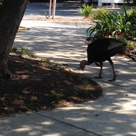 ワイルドターキーの画像