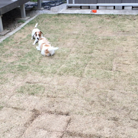 ココのんわしゃわしゃ2の画像