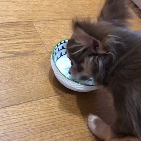 ワンコにヨーグルトの画像