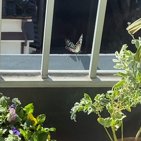 今アゲハ蝶が遊びに来ていますの画像