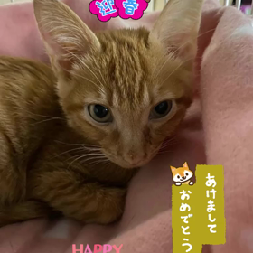 今年もよろしくお願い致しますの画像