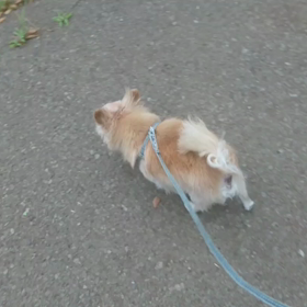 犬の散歩♪の画像