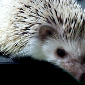 ♯ベタ慣れ♯の画像