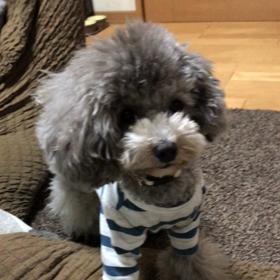 お気に入りの画像