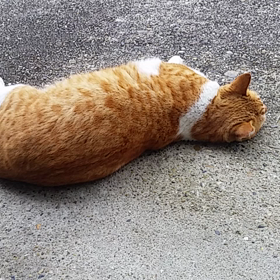 挑発する野良猫ちゃんの画像