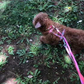 公園散歩の画像