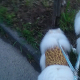 くっつきワンコの画像