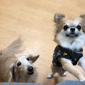 負けてなるか。の画像