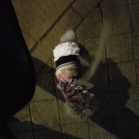 ミュウちゃん『待て』覚えているかな～。の画像