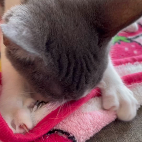 コナンくんも、、、の画像