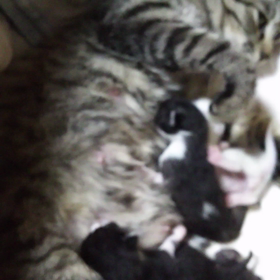 子猫が増えましたの画像