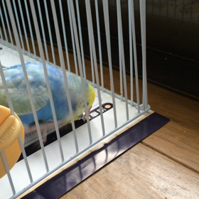 どうしても食べたかった(^_^;)かな？の画像