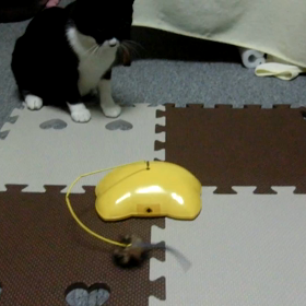 ちゃまこサンのお気に入り鉄板おもちゃ❤の画像