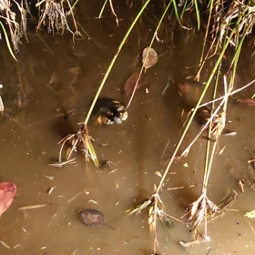 懐いた子亀の画像