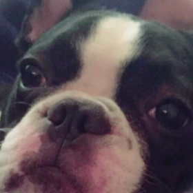 サクラのつぶやき。。。▽・ω・▼の画像