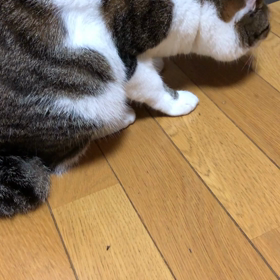 コバエを食べる！の画像