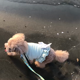 ♪お散歩動画♪お台場海浜公園♪の画像