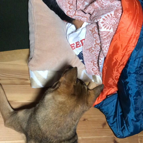 起きろ〜の画像