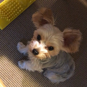 可愛い可愛いイビキ？の画像