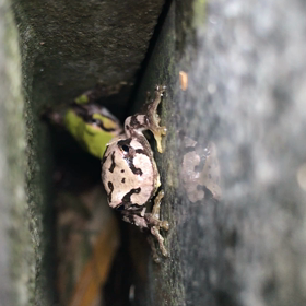 撮影会だよ〜ん何がなにやらわかりまへんが見てチョーの画像