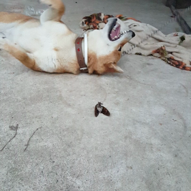 はなちゃん♪セミと格闘　7月24日の画像