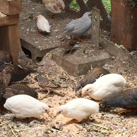 ミルワームの画像