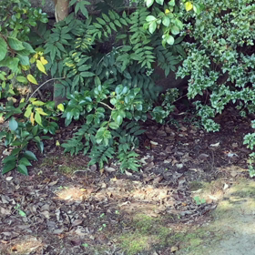 揺れる葉っぱの画像