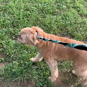 6月4日11わんこと1時間遠足  代々木公園の画像