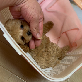 星降る夜に聞かせてよちゃん動画の画像