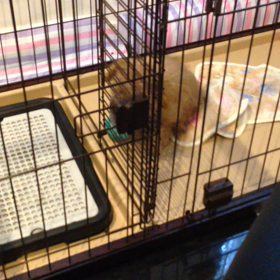 ⭐️イル今日はケージの中をお尻歩きー‼️の画像