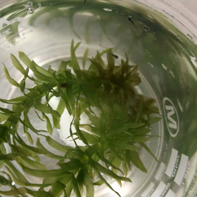 子メダカ誕生の画像