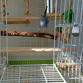 来た～v(o´ з｀o)♪飼い始めてもうすぐ満2ヶ月の画像