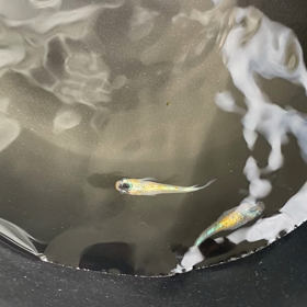 宮桜✨ヤフオクの画像