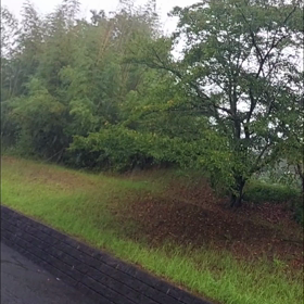 雨。の画像