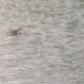 7m先の…カワウ♡♡♡の画像