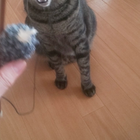 まめぞうのブーム( ≧∀≦)ノの画像