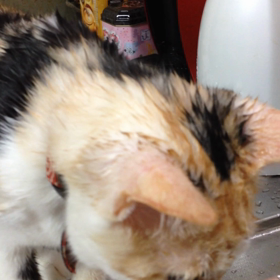 ずぶ濡れまだるの画像