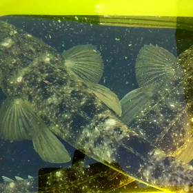 動画とってみました。の画像