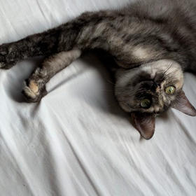 愛猫の画像
