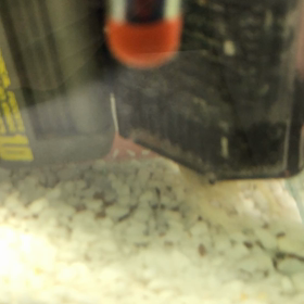 ご飯にがっつくザリガニさんの画像