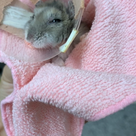 にゃむちゃん、通院日!!の画像