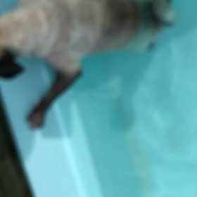 泳いだの…ほんとよ(^^;)の画像